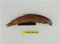 藏品(泥鰍)的圖片